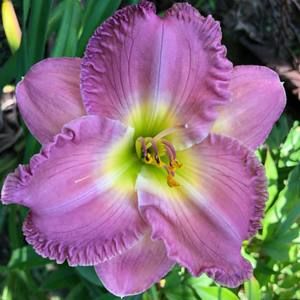 Meet your Posher, Paige